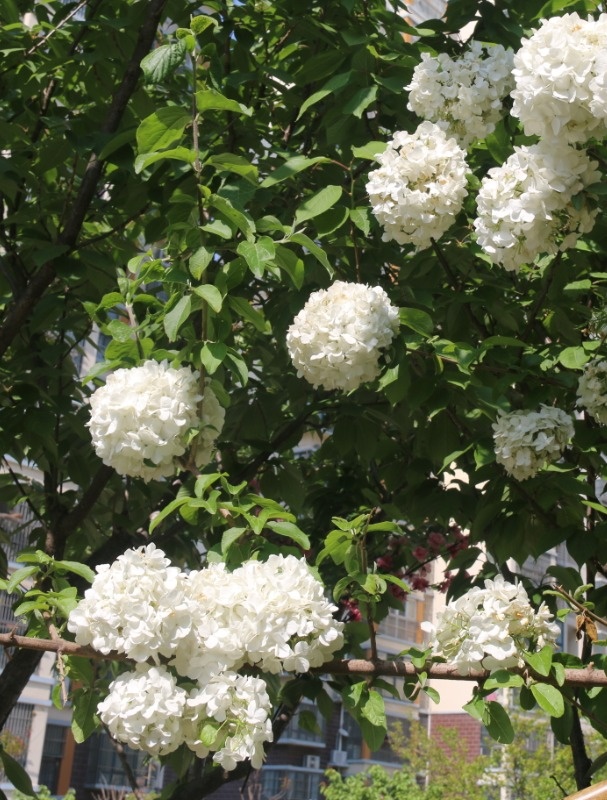 春暖花开，繁花与共丨胜利路万佳物业致力于打造花园式小区...(图7)