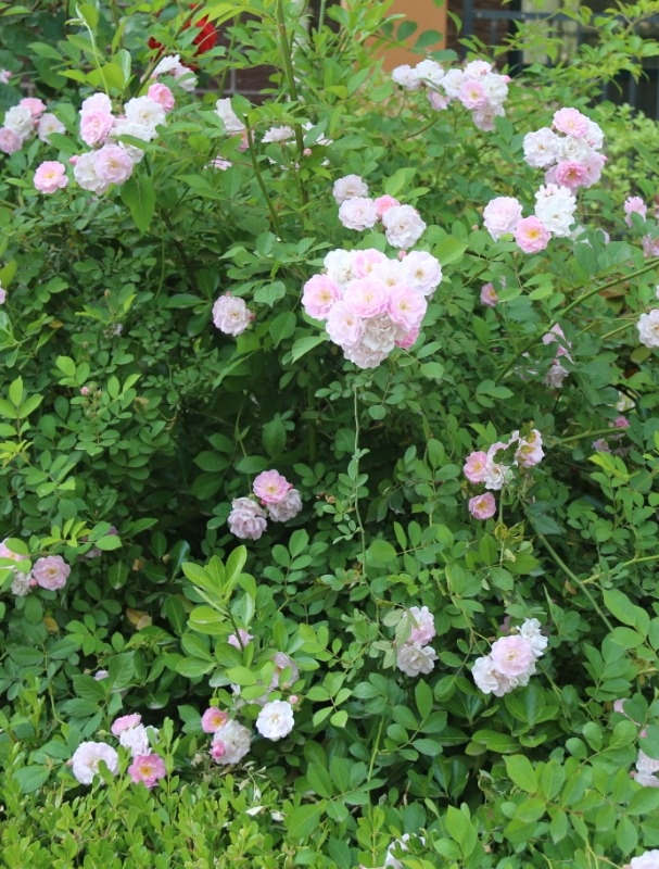 春暖花开，繁花与共丨胜利路万佳物业致力于打造花园式小区...(图9)