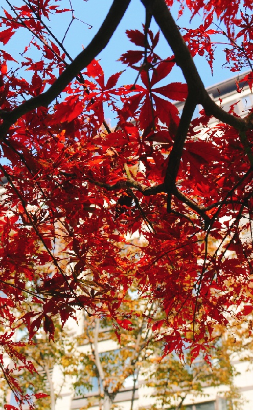 一起打卡兰庭秋韵,与生活的美好不期而遇(图19) 一起打卡兰庭秋韵,与生活的美好不期而遇(图19)