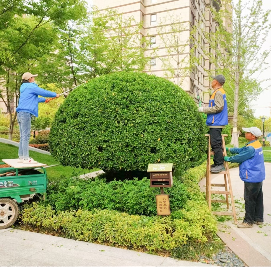 兰庭物业景观焕新提升行动 扮靓园区喜迎双节(图9) 兰庭物业景观焕新提升行动 扮靓园区喜迎双节(图9)
